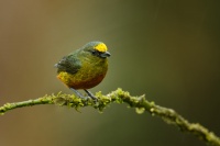 Libohlasek goulduv - Euphonia gouldi - Olive-backed Euphonia 0236